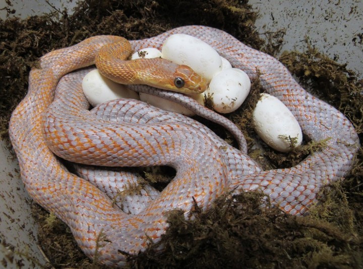 Hypomelanistic Baird's Rat Snake